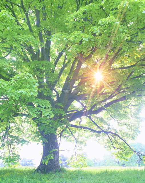 Morning Stream
